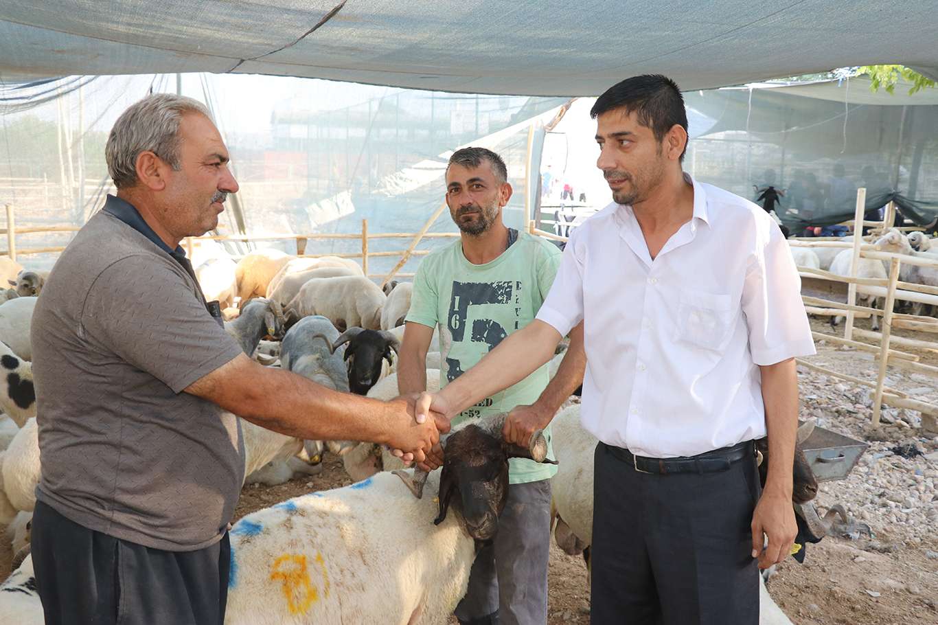 Kurban pazarlarında sıkı “pazarlık” yapılıyor Kurban pazarlarında sıkı “pazarlık” yapılıyor